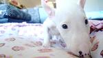 Mini Bull Terrier - Bull Terrier Dog