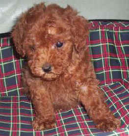 Toy Poodle Puppy Local Homebred - Poodle Dog