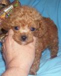 Toy Poodle Puppy Local Homebred - Poodle Dog