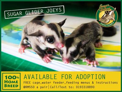 Sugar Gliders - Sugar Glider Small & Furry