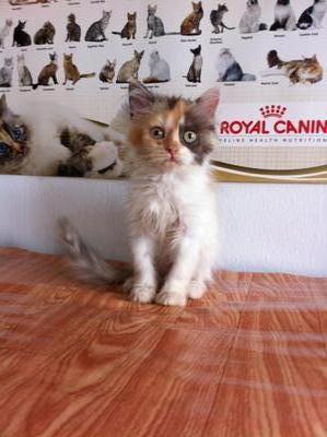 Three Little Persian Kitten - Persian + Calico Cat