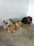 Three Little Persian Kitten - Persian + Calico Cat