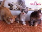 Three Little Persian Kitten - Persian + Calico Cat