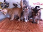 Three Little Persian Kitten - Persian + Calico Cat