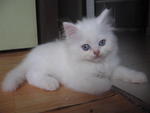 Candy - Domestic Long Hair + Persian Cat