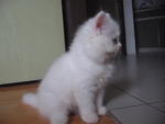 Candy - Domestic Long Hair + Persian Cat