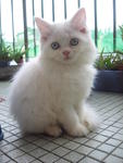Candy - Domestic Long Hair + Persian Cat