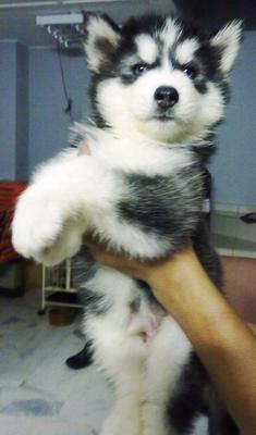 PF22547 - Siberian Husky Dog