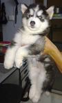 PF22547 - Siberian Husky Dog