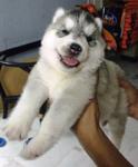 PF22548 - Siberian Husky Dog