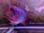 Flowerhorn - Arowanas Fish