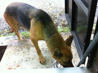 German Shepherd - German Shepherd Dog Dog