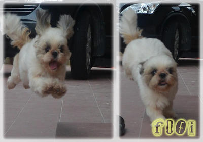 Fifi - Shih Tzu Dog