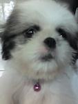 Fifi - Shih Tzu Dog