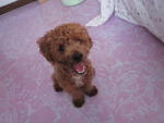 Bibi - Poodle Dog