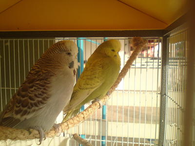 English Budgie - Budgie/Budgerigar Bird