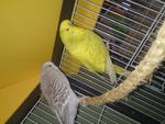 English Budgie - Budgie/Budgerigar Bird