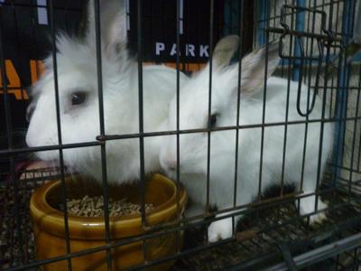 Bin Bin &amp; Lola - Angora Rabbit + Lionhead Rabbit