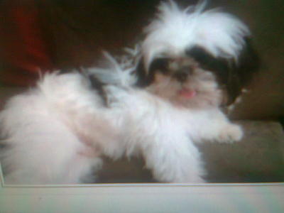 Peddy - Shih Tzu Dog