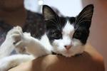 Shadowfart - Domestic Medium Hair Cat