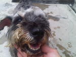 Found Abandoned In Pj - Schnauzer Dog