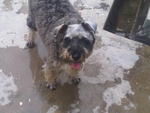 Found Abandoned In Pj - Schnauzer Dog