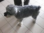 Found Abandoned In Pj - Schnauzer Dog