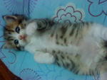 Cutie_3 (Sold) - Persian + Tabby Cat