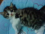 Cutie_3 (Sold) - Persian + Tabby Cat