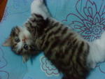 Cutie_3 (Sold) - Persian + Tabby Cat