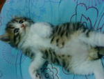 Cutie_3 (Sold) - Persian + Tabby Cat