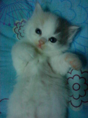 Cutie_6 (Sold) - Persian Cat