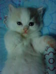 Cutie_6 (Sold) - Persian Cat