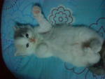 Cutie_6 (Sold) - Persian Cat