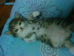 Cutie_7 (Sold) - Persian + Tabby Cat