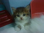 Cutie_7 (Sold) - Persian + Tabby Cat