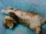 Cutie_7 (Sold) - Persian + Tabby Cat