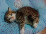 Cutie_7 (Sold) - Persian + Tabby Cat