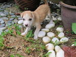 Puppy - Mixed Breed Dog