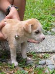 Puppy - Mixed Breed Dog