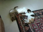 Mimi  &amp; Gg - Domestic Short Hair + Siamese Cat