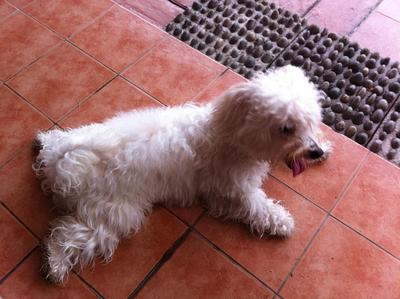 Benni - Maltese Dog