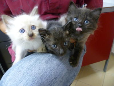 White, Black, Tapir - Domestic Medium Hair + Persian Cat