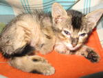 Baby Gaint - Domestic Short Hair Cat