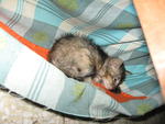 Baby Gaint - Domestic Short Hair Cat