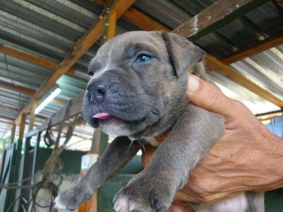 Am Bully - American Staffordshire Terrier + Pit Bull Terrier Dog