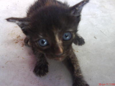 Stray Kittens - Domestic Short Hair Cat