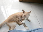 Coco - Domestic Short Hair Cat