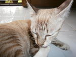 Coco - Domestic Short Hair Cat