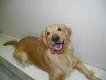 桑西 Xanth - Golden Retriever Dog